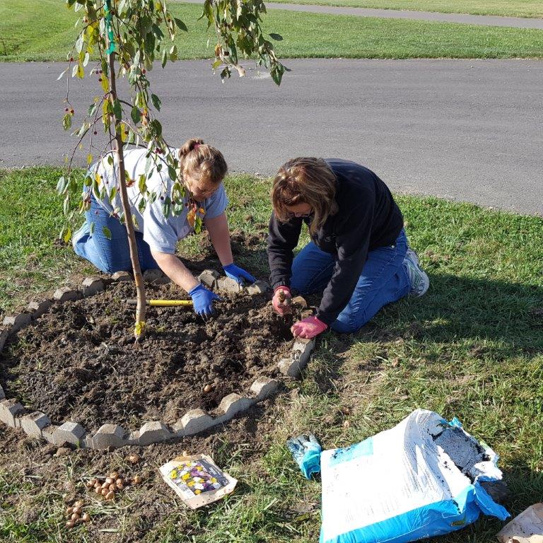 Office employees planting a tree and landscaping.